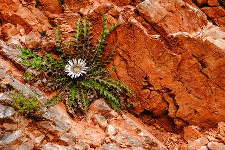 thistle with a white blossom growing on a red rockface in the sun while hikingの写真素材