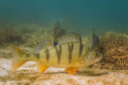 many perch hovering at the seabed from a lake with seagrass in the autumn