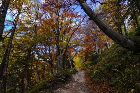 amazing colors from autumn on a smal hiking path through a mountain forest on vacationの写真素材