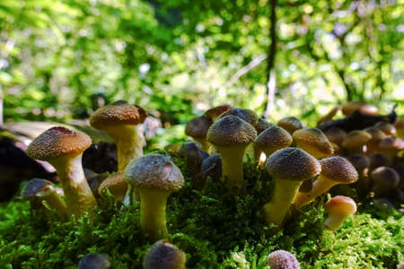 many little mushrooms on green moss on a old tree trunk in a forestの写真素材