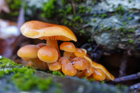 many fresh golden needle mushrooms on a old tree trunk with green moss in the winterの写真素材