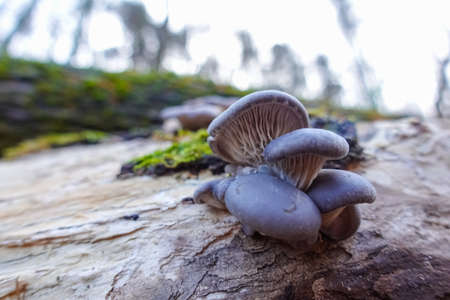 little fresh king oyster mushrooms on a old tree trunk in the nature and winterの写真素材