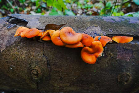 many fresh golden needle mushrooms on a old tree trunk in a forest in the winter detail viewの写真素材
