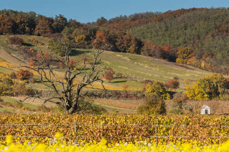 old gnarled single tree in a colorful landscape in autumnの写真素材