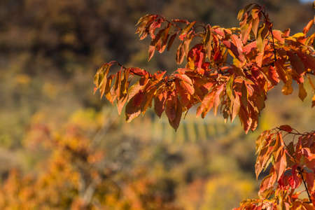 wonderful colorful leaves from a tree in the sun in the nature and autumnの写真素材