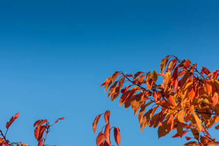 wonderful red orange leaves from a tree and blue sky in autumn
