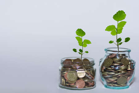 two glasses with coins and a large green plants increase money at the financial market with white...