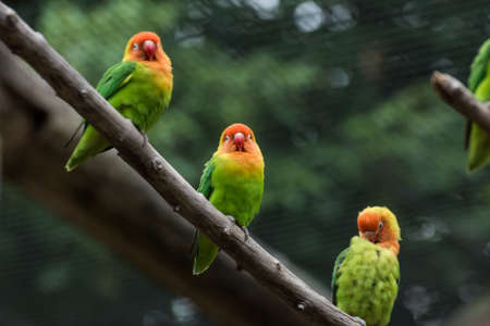 three dear lilians lovebird sitting on a bench in the zooの写真素材