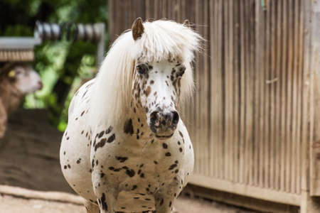dear white horse with black dots in a zooの写真素材