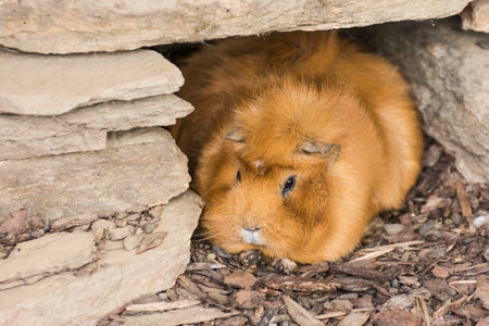 little dear brown hamster sits in a cave made of stones in the zooの写真素材