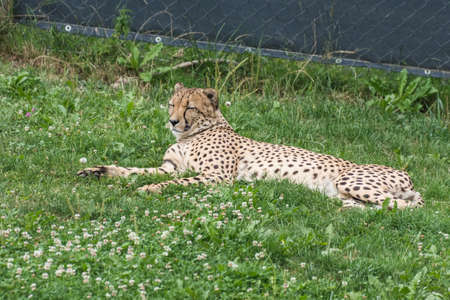 single chetah lies in green grass in a zooの写真素材
