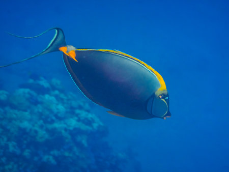 elegant unicornfish swims in the clear water in egypt