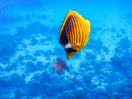 tobacco butterfly fish eat a jellyfish in blue seawater while diving on vacationの写真素材