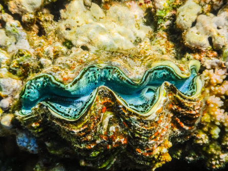 wonderful giant clam at the coral reef in the red sea egyptの写真素材