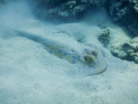 blue spotted stingray digging in the sand on the bottom of the sea