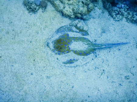 blue spotted stingray buried in the sand lying at the seabed in the red sea