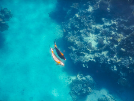two elegant unicornfish swims together in the red sea egypt