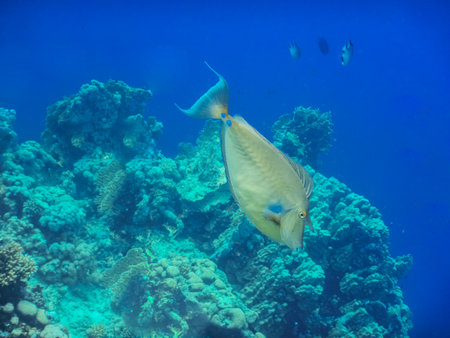 nose surgeon fish swims to the bottom of the blue sea in egypt