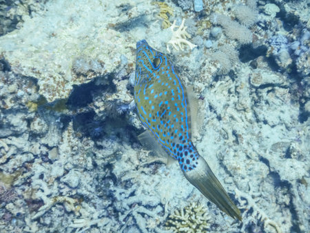 scrawled filefish swims near the corals at the reef in egypt