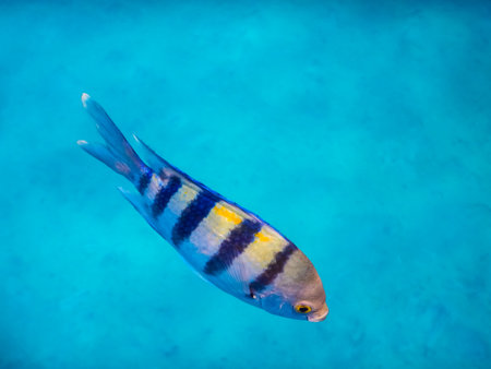 single indopazific sergeant fish while snorkeling on vacation in egyptの写真素材