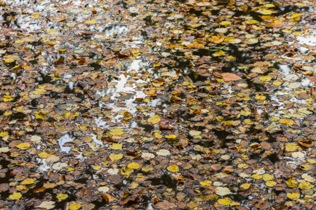 lot of colorful leaves in a brook during walking in autumnの写真素材