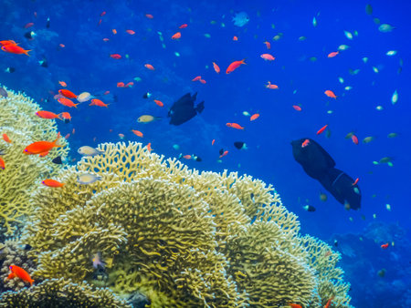 many different fishes at yellow corals in blue water on vacation in egyptの写真素材