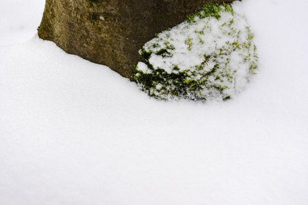 green moss at a tree with fresh white snow during hiking in the winterの写真素材