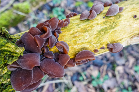 lot of fresh wood ear mushrooms on a dead elder bush view from aboveの写真素材