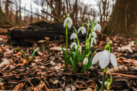 fresh little snowdrops in the forest floor in the springの写真素材