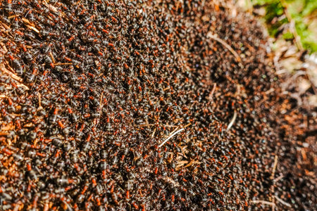 thousands of wood ants on a hill in the sun and spring in a forestの写真素材