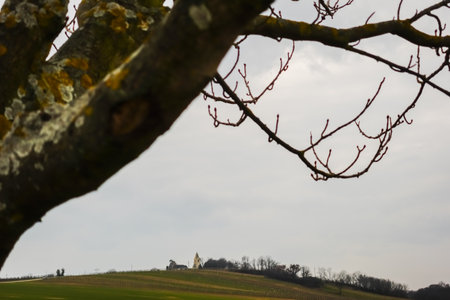 standing on a tree and view to a hill with a church in the springの写真素材