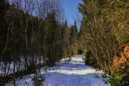 hiking path with snow in a forest with blue sky in the springの写真素材
