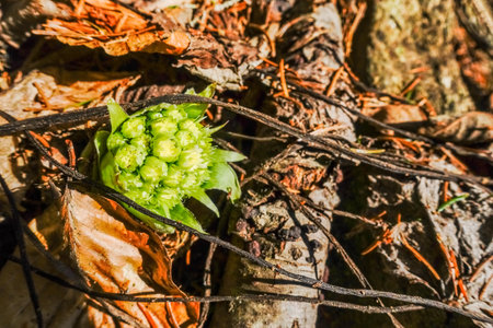 fresh young butterbur plant in the sun and forest floor in the springの写真素材