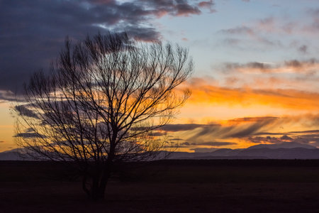black single tree and a flat landscape with a amazing colorful sunset at the skyの写真素材
