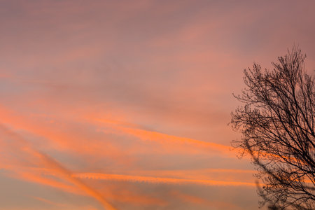 colorful red clouds at the sky during sundown with a tree in the winterの写真素材