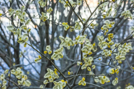 fresh catkins on a shrub in the nature during hiking in the springの写真素材