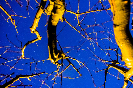 tree without leaves and lot of stars at the sky in the night and winterの写真素材
