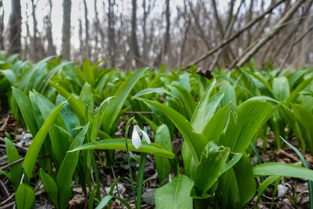 fresh tasty wild garlic in the forest floor in springの写真素材