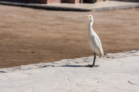 single baby white egret standing on a path from a resort in egyptの写真素材