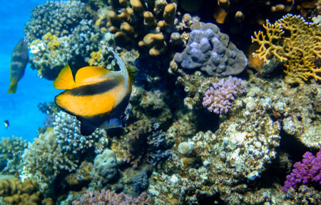 single red sea bannerfish hovering at colorful corals in marsa alam egyptの写真素材