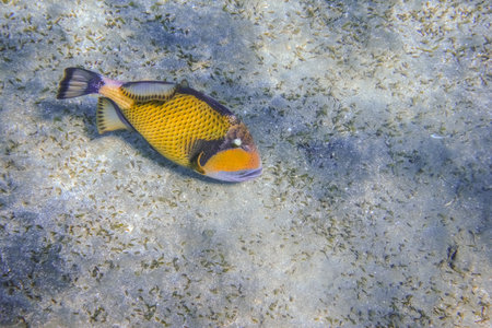 large green trigger fish hovering near the seabed in clear water during diving in marsa alam egyptの写真素材