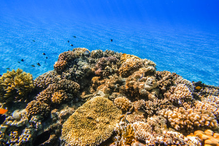 amazing clear blue sea water and a reef with corals and fishes during snorkeling on vacationの写真素材