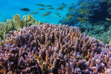 amazing blue and lilac corals with lot of fishes during diving in egyptの写真素材