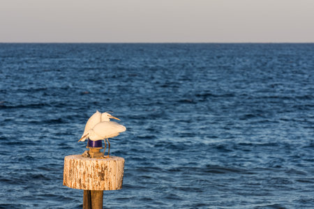 two white egret birds sitting on a wooden pole at the blue sea in egyptの写真素材
