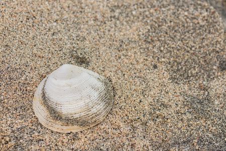 single white shell in the sand from the beach on vacation in egyptの写真素材
