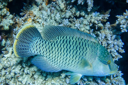 huge amazing humphead wrasse fish hovers near the reef in marsa alam egyptの写真素材