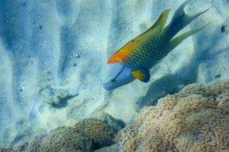 swimming sling jaw wrasse fish at the bottom from the reef in egyptの写真素材