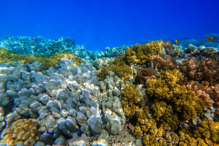 amazing corals with reflections from the sun and surface with deep blue water from egyptの写真素材