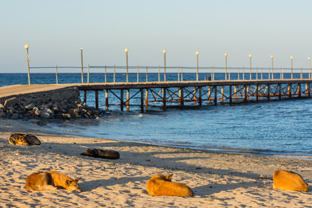 dogs lying in the warm sand at the beach near a jetty in egyptの写真素材