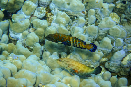two blue spotted grouper swimming near large corals in the red sea of masa alam egyptの写真素材